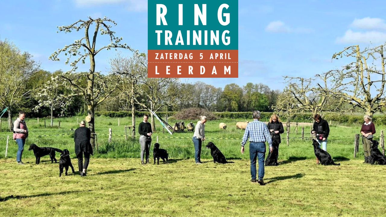 Ringtraining